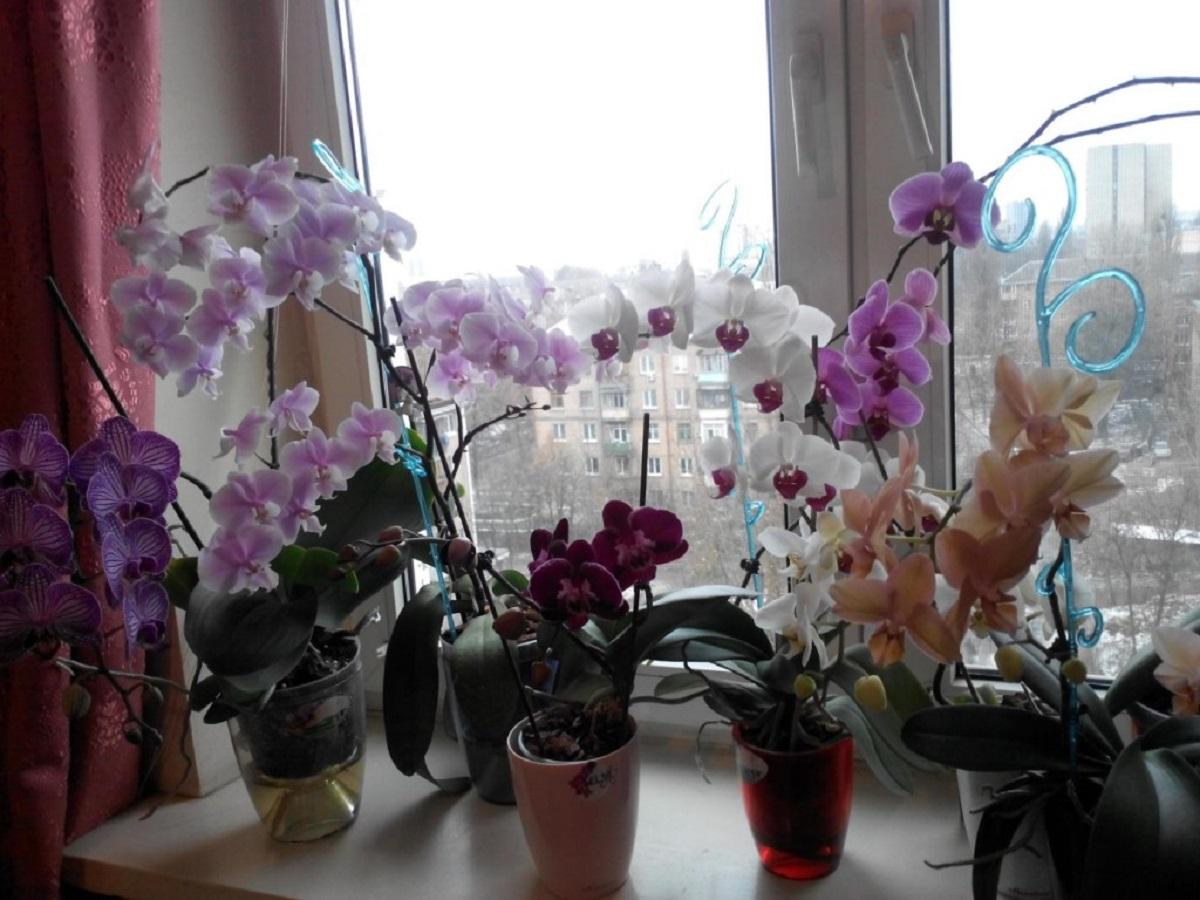 Орхидеи в горшках на подоконнике. Фаленопсис Фенна. Орхидеи на подоконнике. Орхидея фаленопсис на подоконнике. Орхидея в горшке на окне.